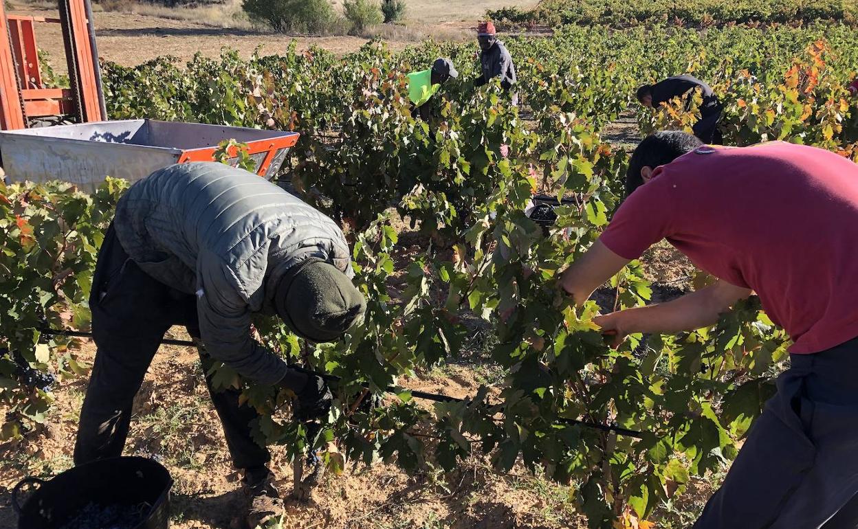 Varias trabajadores recogen la uva de los viñedos.