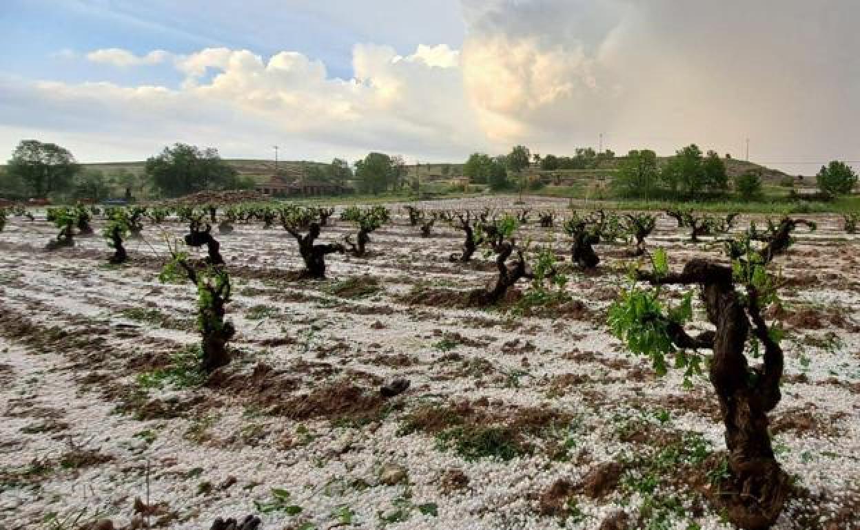 Parcela afectada por el granizo en Ribera del Duero.