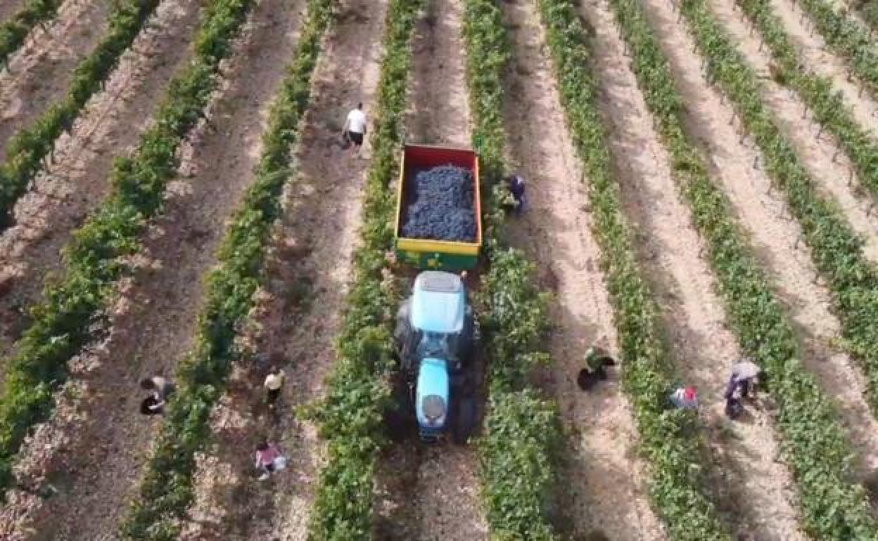 La vendimia vista desde un drone.