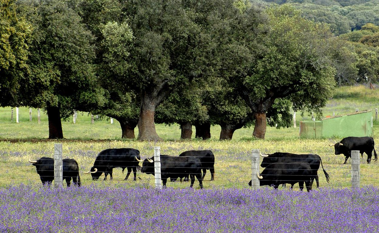 Ganadería de bravo en la provincia de Salamanca.