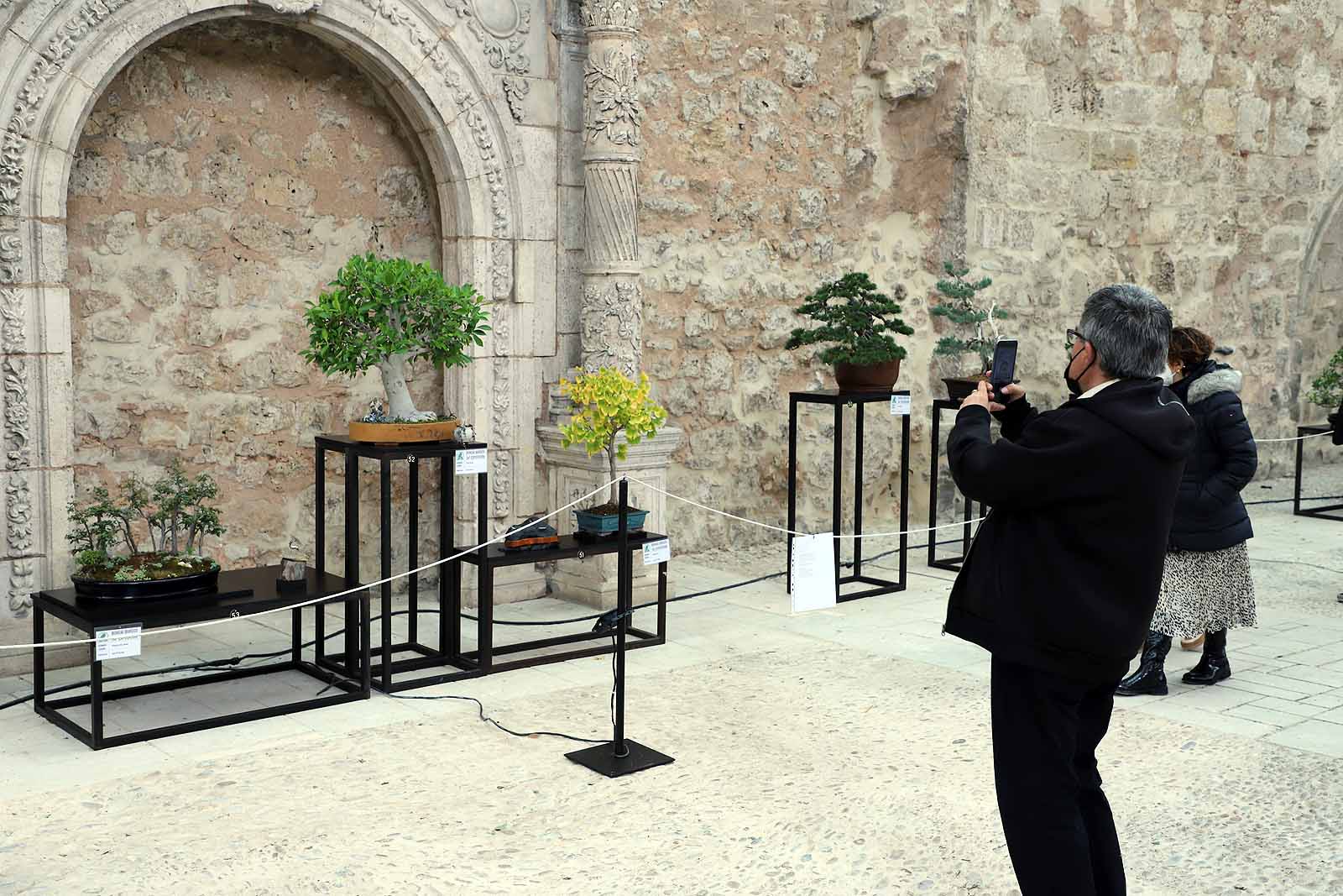 La Asociación Cultural Bonsái Burgos expone cerca de 60 árboles en el Monasterio de San Juan.