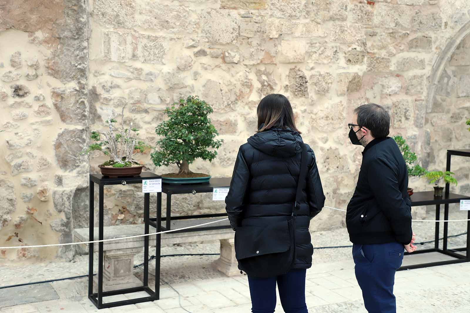 La Asociación Cultural Bonsái Burgos expone cerca de 60 árboles en el Monasterio de San Juan.