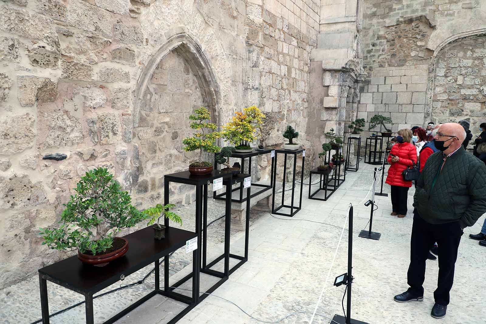 La Asociación Cultural Bonsái Burgos expone cerca de 60 árboles en el Monasterio de San Juan.