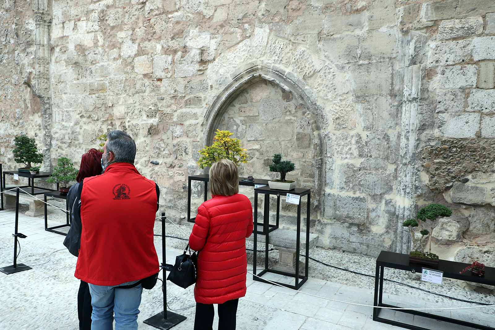 La Asociación Cultural Bonsái Burgos expone cerca de 60 árboles en el Monasterio de San Juan.