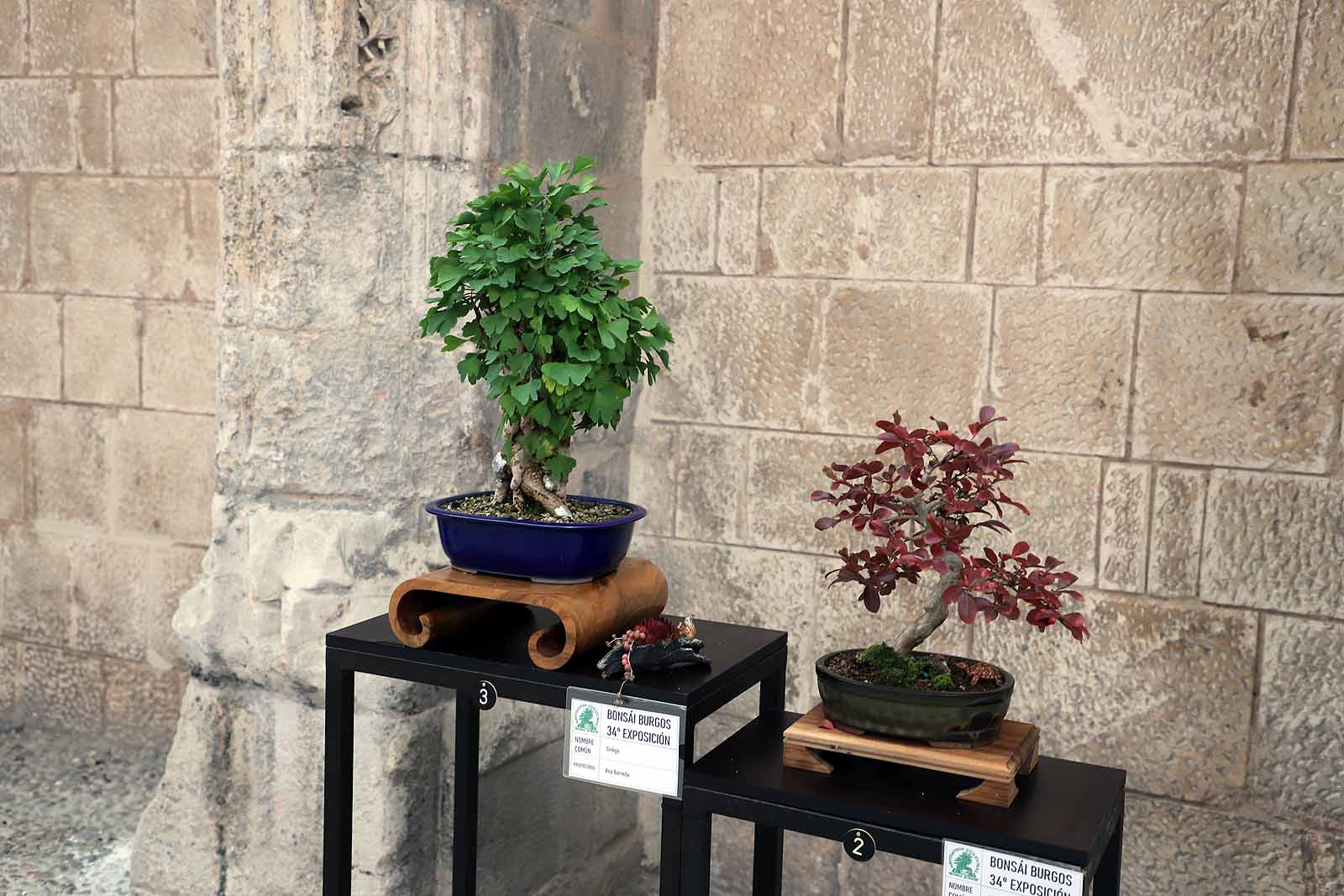 La Asociación Cultural Bonsái Burgos expone cerca de 60 árboles en el Monasterio de San Juan.