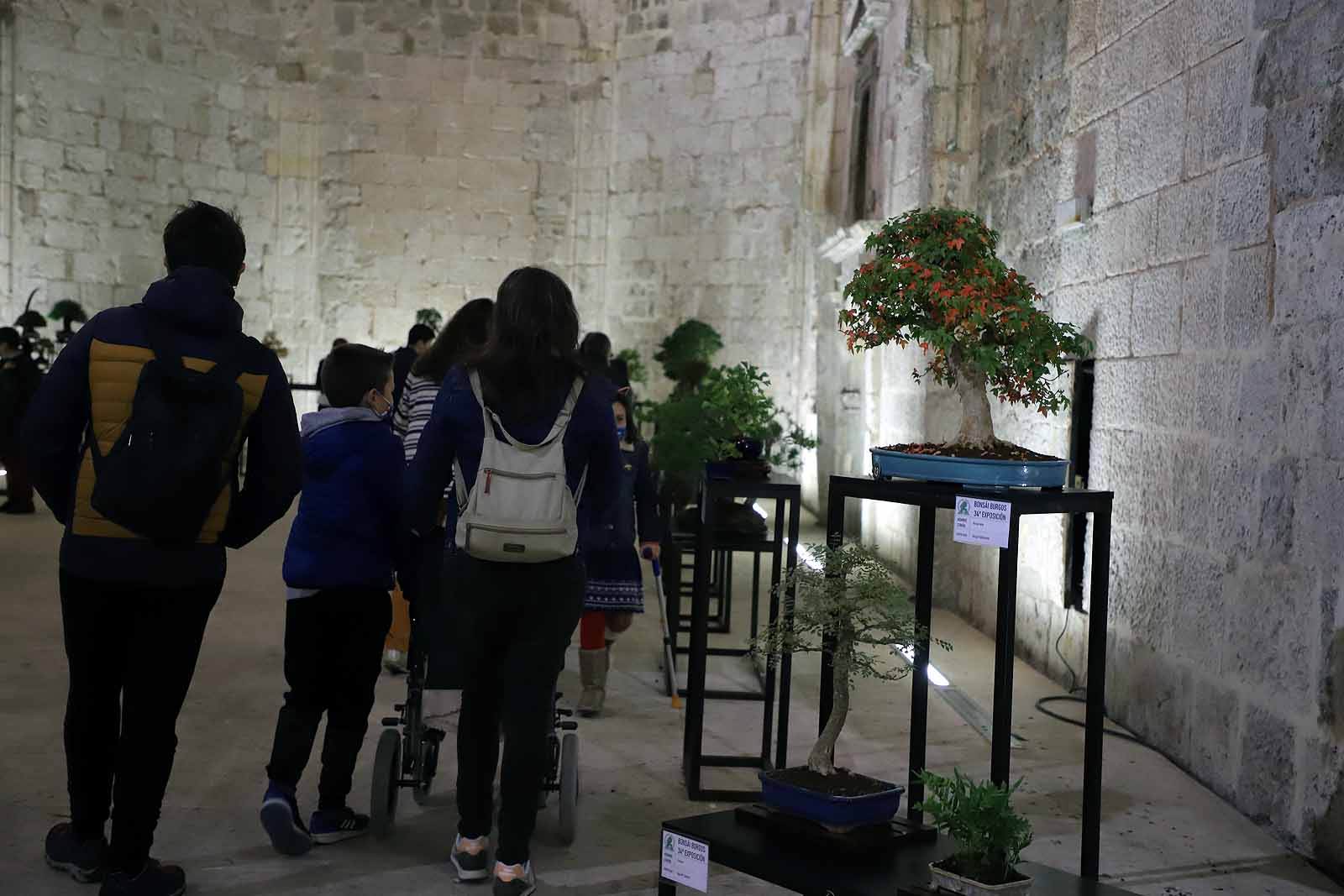 La Asociación Cultural Bonsái Burgos expone cerca de 60 árboles en el Monasterio de San Juan.