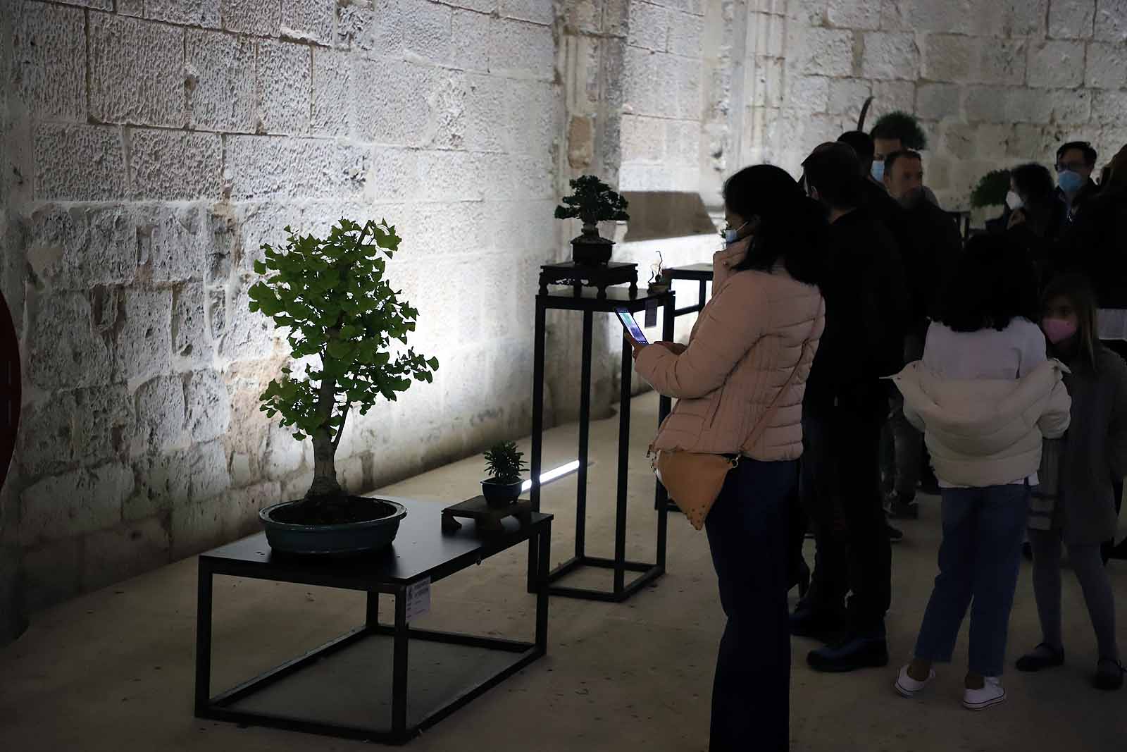 La Asociación Cultural Bonsái Burgos expone cerca de 60 árboles en el Monasterio de San Juan.