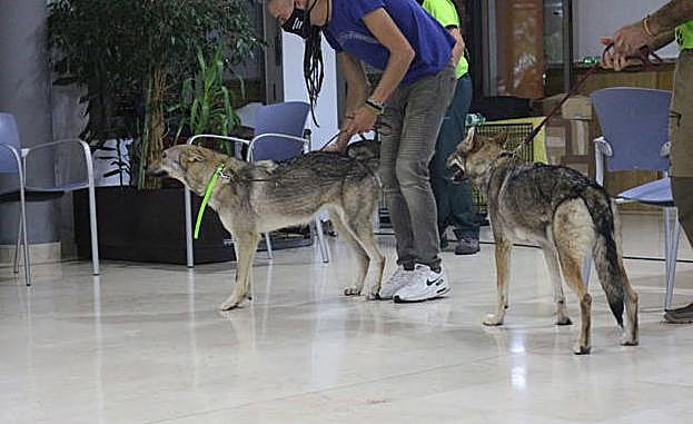 Imagen principal - La UBU organiza un &#039;Taller con lobos&#039; para dar a conocer las características y vida de estos animales