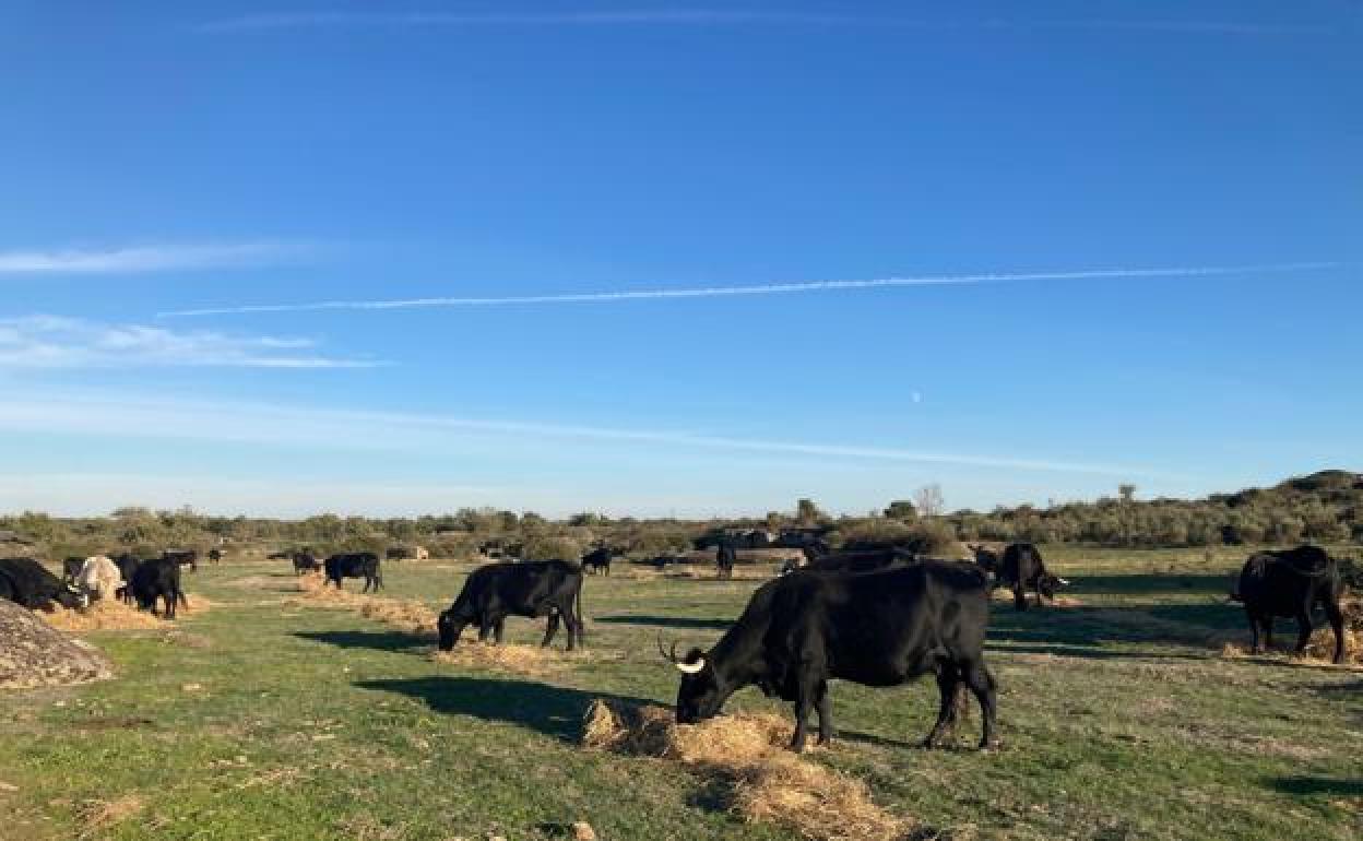 Vacas de raza morucha de la explotación de Luis Ángel Cabezas en San Felices de los Gallegos, Salamanca. 