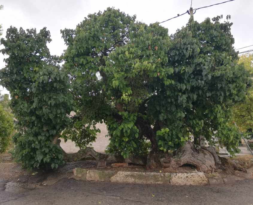 Moral de 'las tormentas' de La Sequera de Haza.