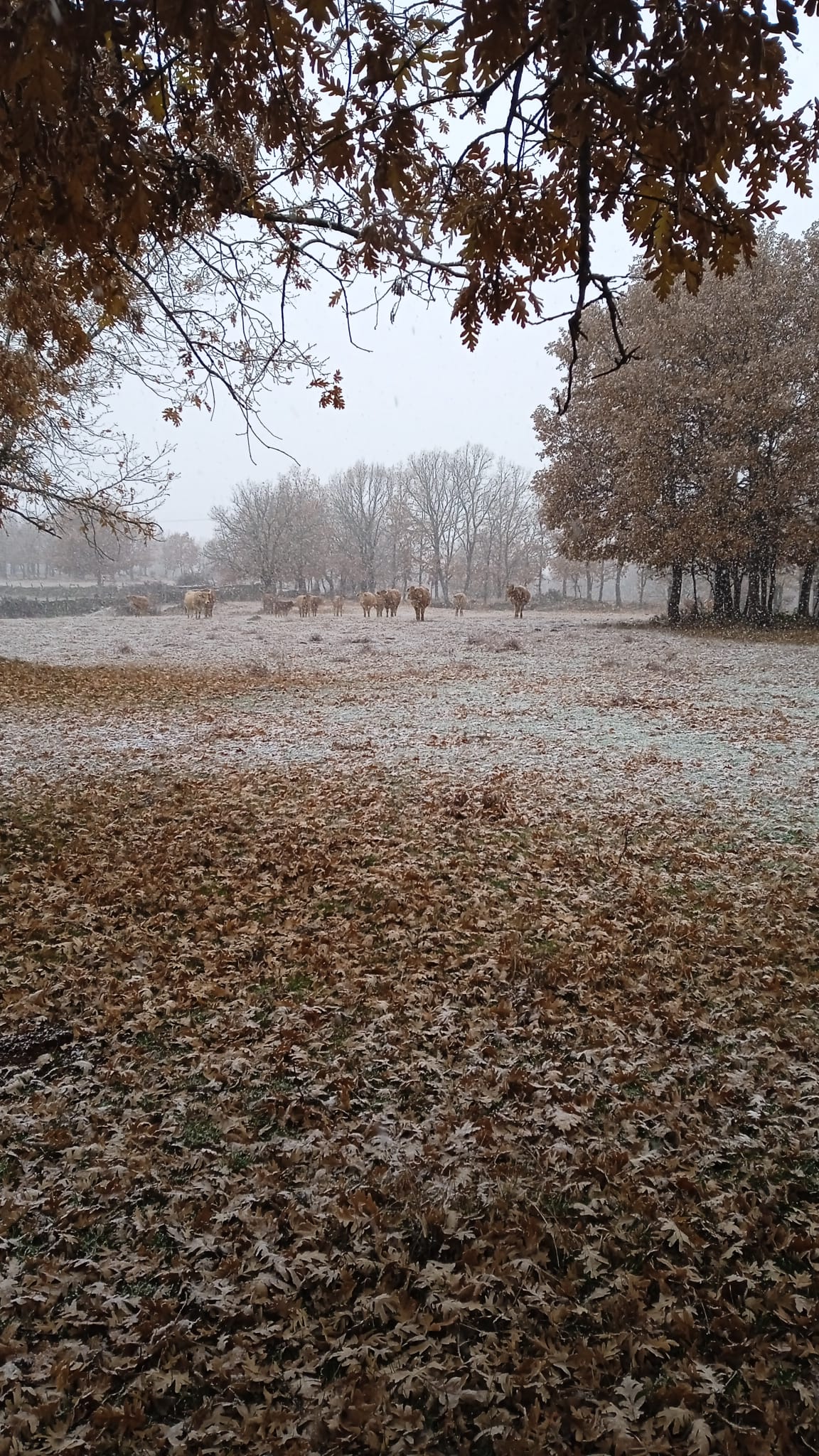 Fotos: Caen los primeros copos en Burgos, en alerta por nieve