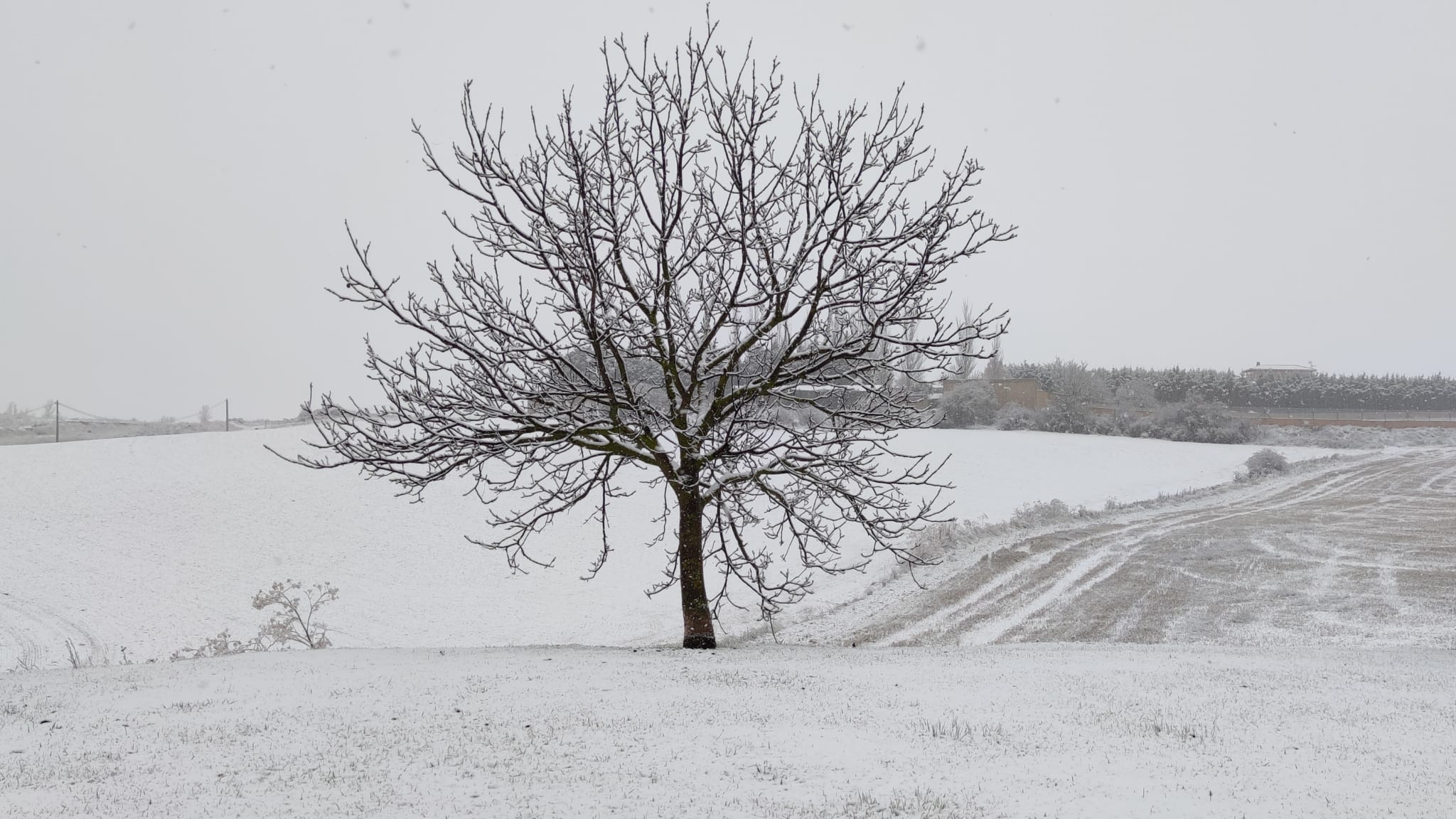 Fotos: La nieve se extiende por la provincia de Burgos