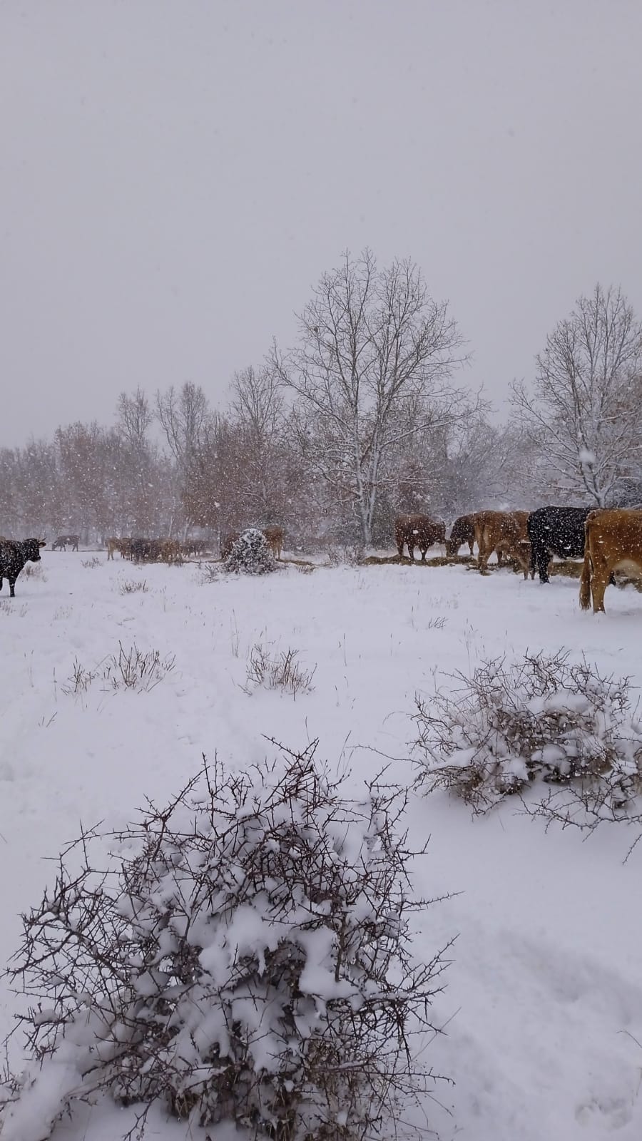 Fotos: La nieve aprovecha la noche para cubrir la provincia