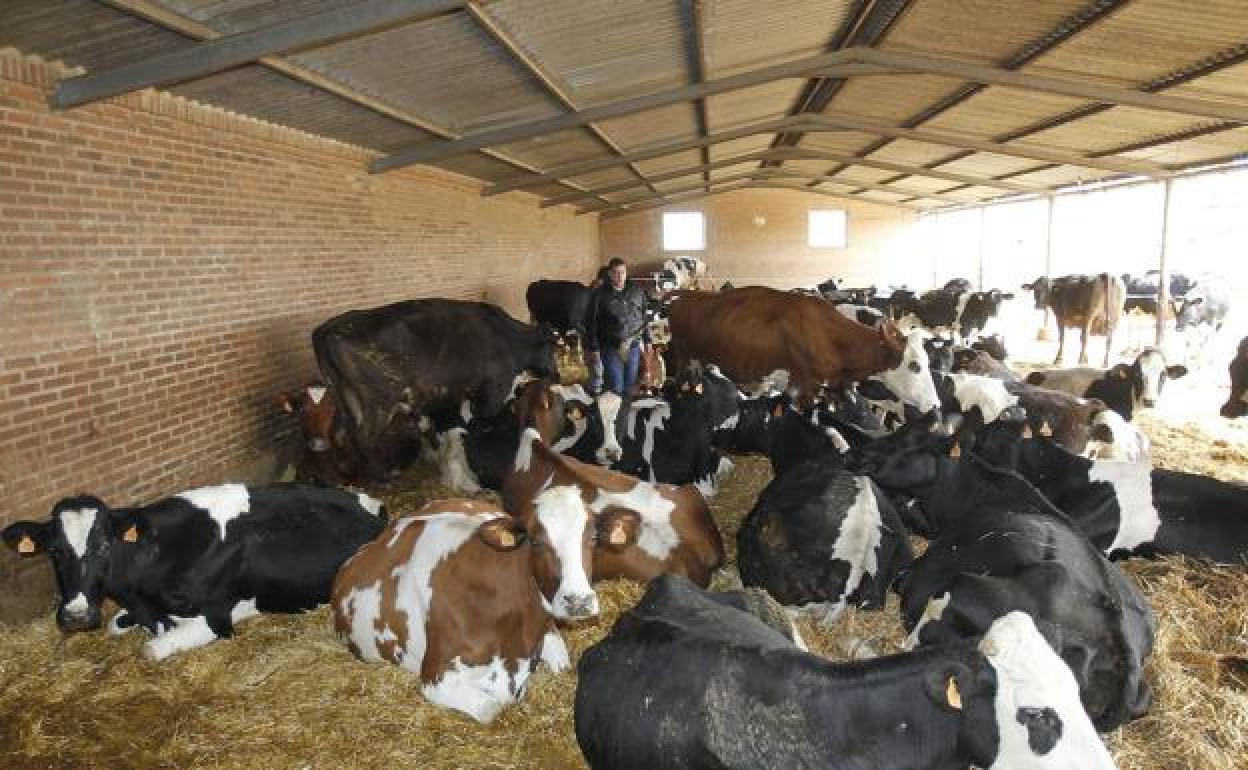 Explotación de vacuno de leche. 