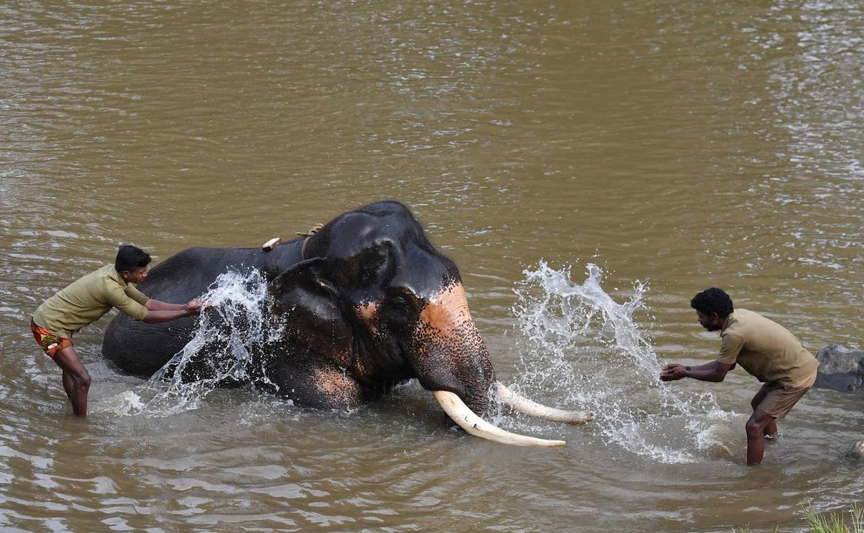 Baño de un elefante.