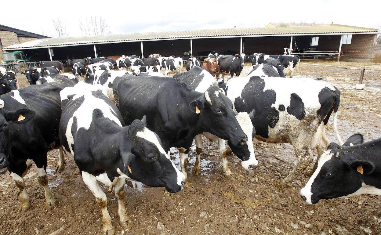 Explotación de vacuno de leche en Palencia.