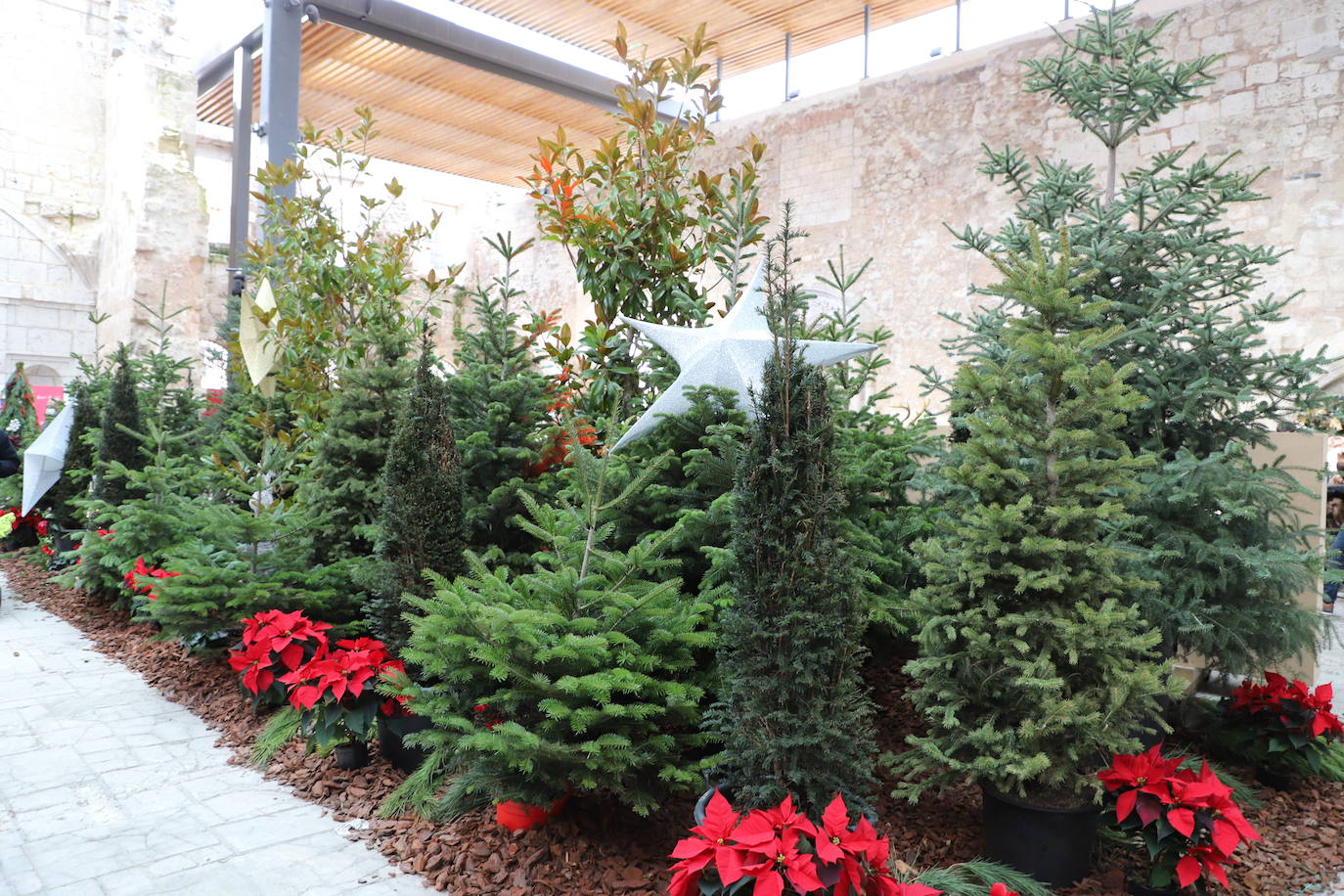 Fotos: Feria de Navidad de los floristas de Burgos