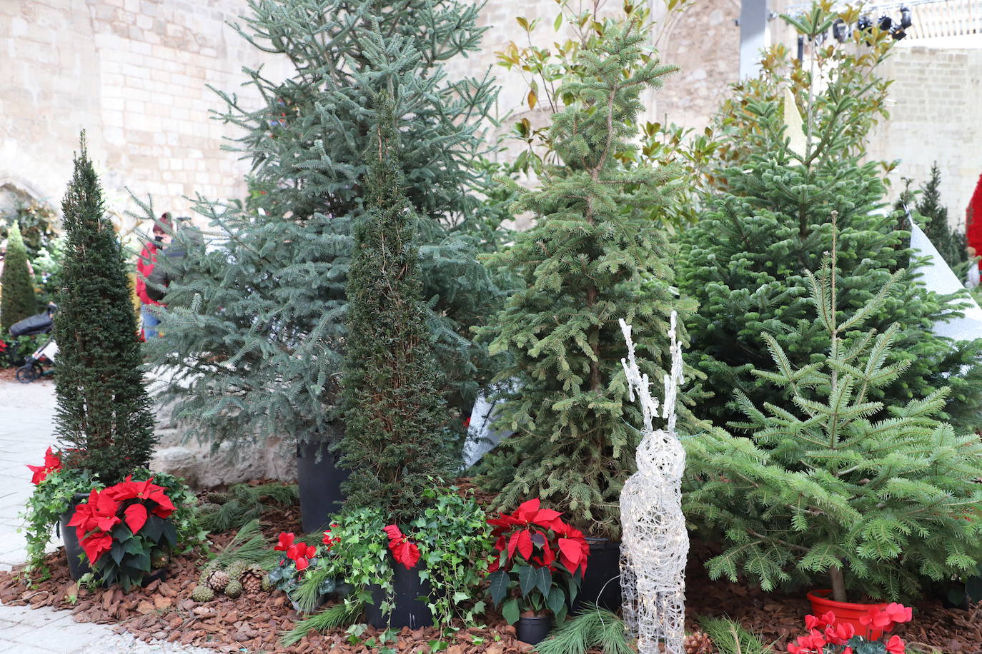 Fotos: Feria de Navidad de los floristas de Burgos