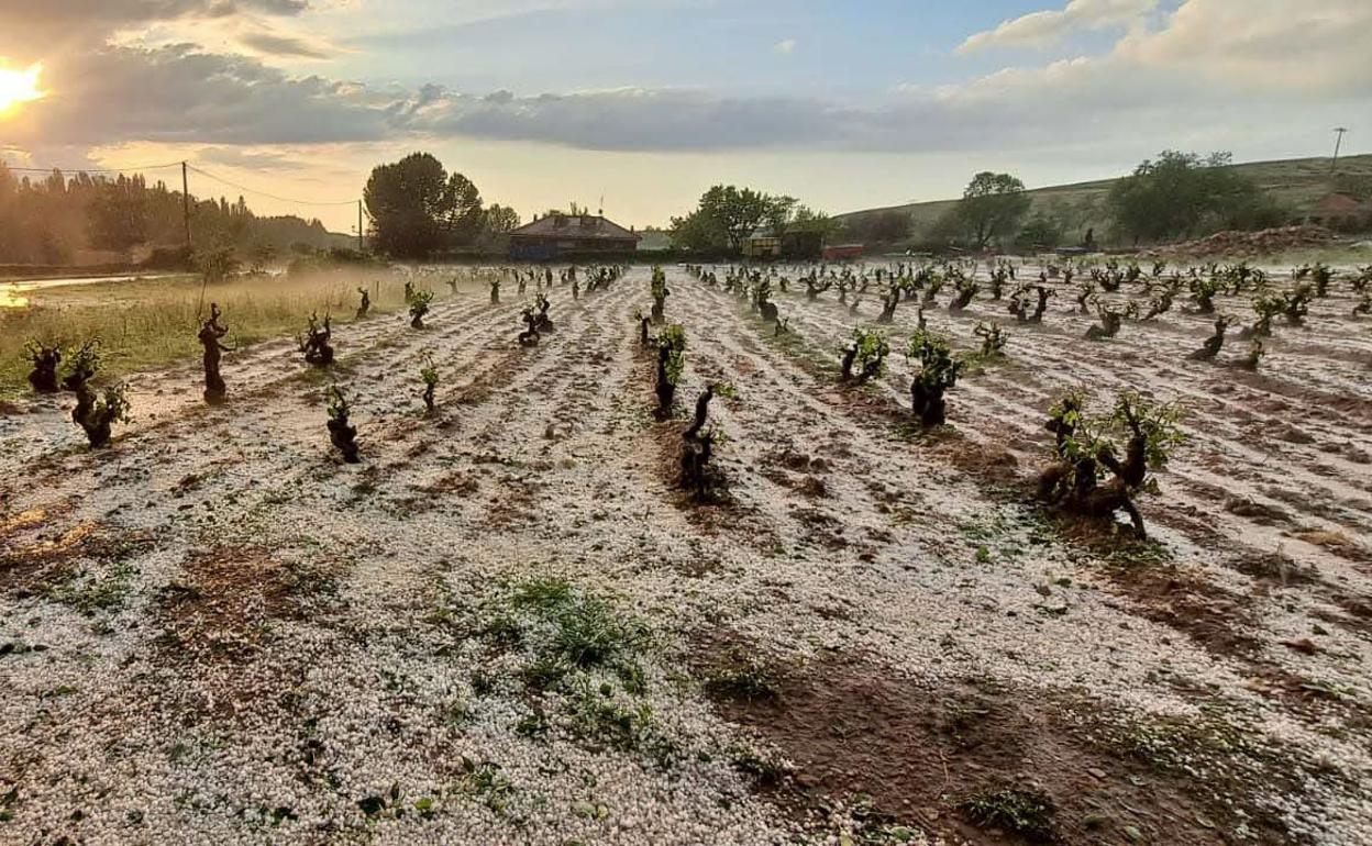 Daños causados por el pedrisco en mayo en Moradillo de Roa, Burgos. 