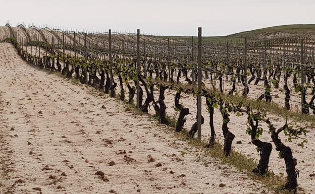 Estado de viñas en la Ribera del Duero afectadas por el viñedo. 