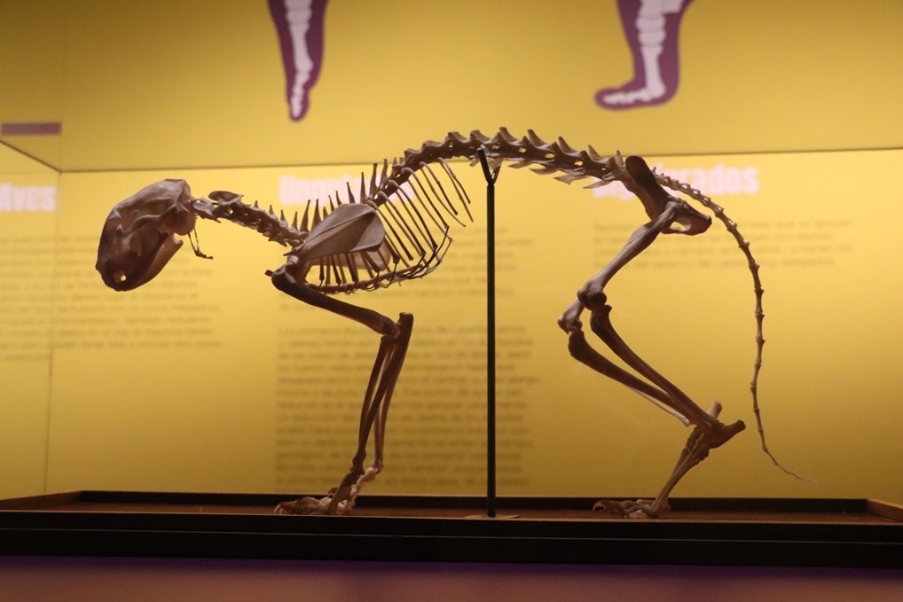 Fotos: La exposición &#039;Tenerse en pie&#039; explica con fósiles humanos de Atapuerca cómo nos hicimos bípedos