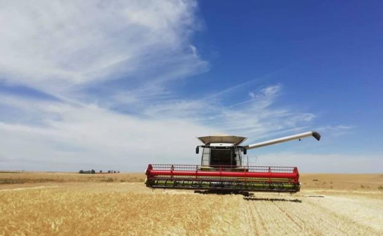 El sector con mayor incidencia en el cooperativismo es de los de cultivos herbáceos con un 23% de la facturación. 