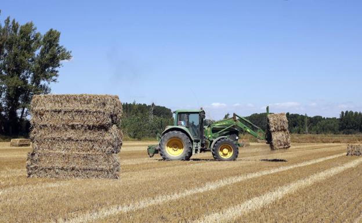 Un tractor amontona alpacas de paja en una parcela de la localidad palentina de Villaldavín. 