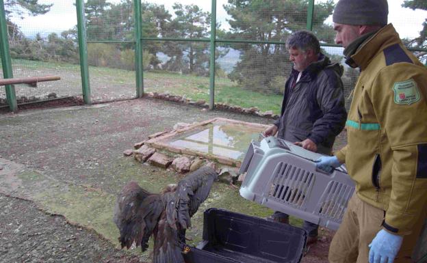 Un nuevo grupo de buitres negros llega a la Sierra de la Demanda