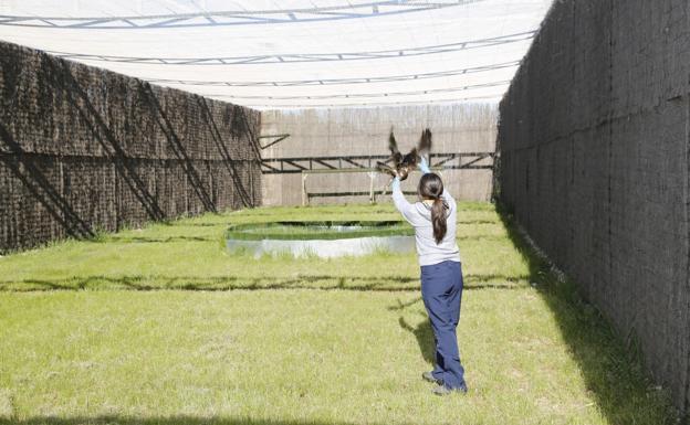 El Centro de Recuperación de Animales Silvestres de Burgos recibió 1.600 ejemplares en 2021