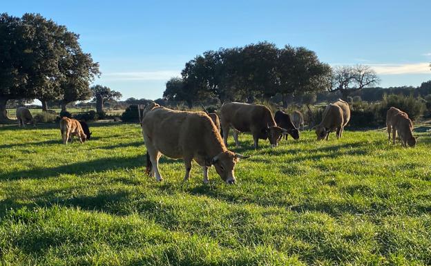 Estado actual del campo en la finca donde pastan las vacas de Sergio Nieto, en Ledesma (Salamanca). 