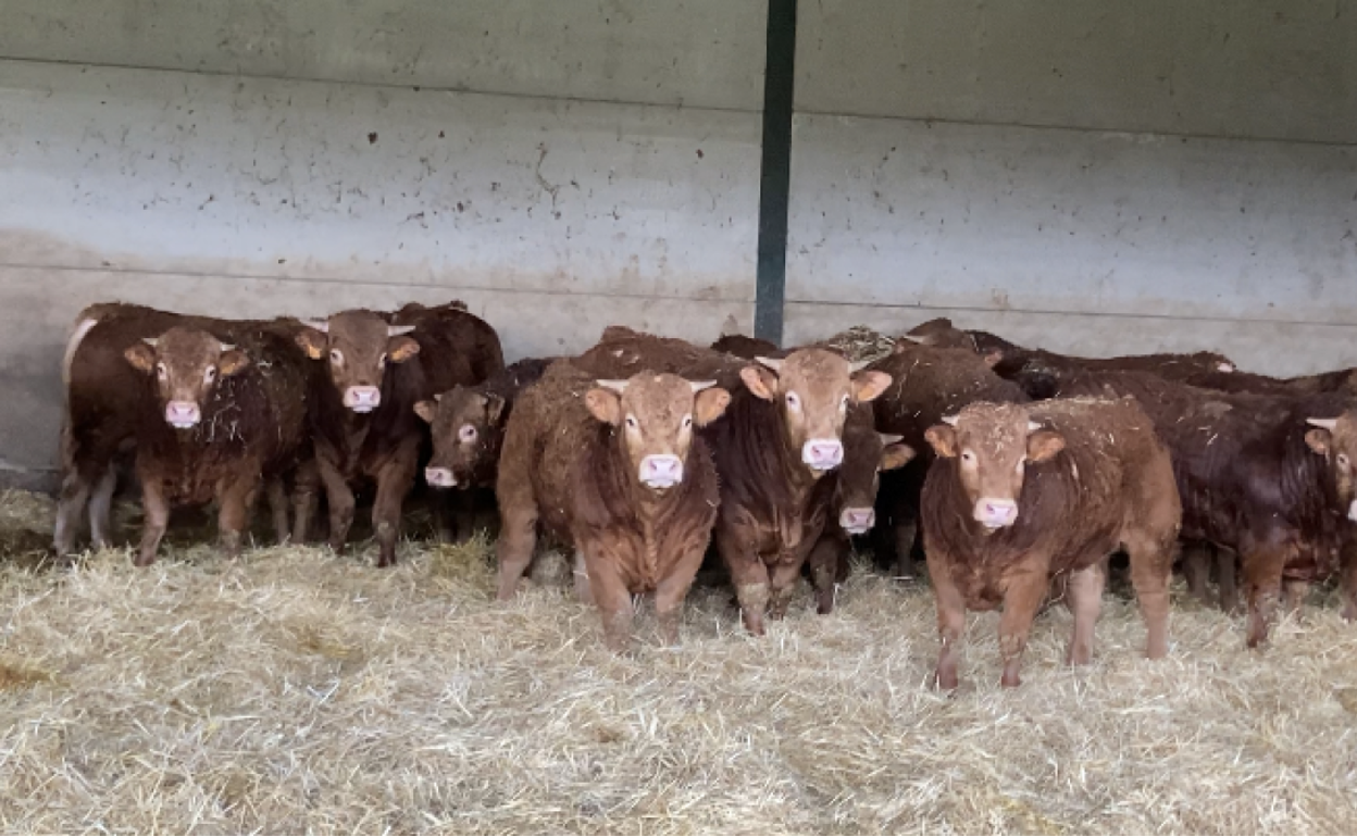 Animales de cebo de raza limousin. .