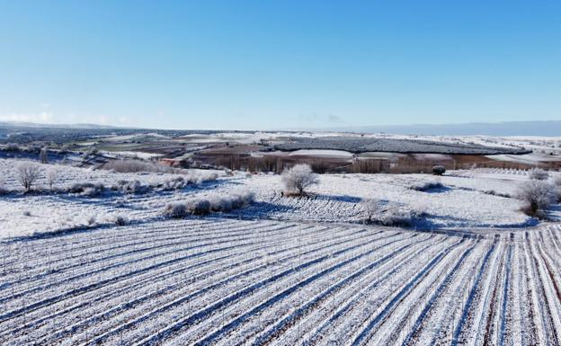 Imagen principal - Distintas estampas del viñedo nevado en Moradillo de Roa, Burgos. 