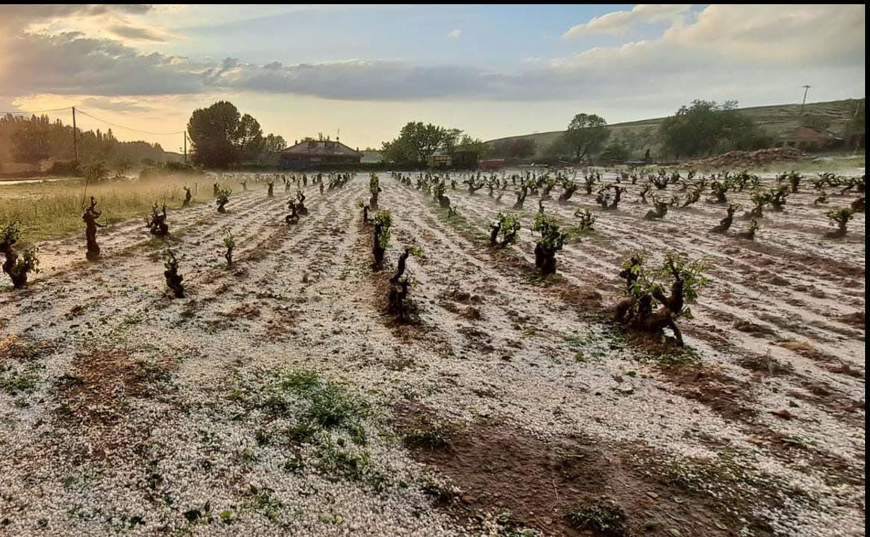 Pedrisco en el viñedo en Moradillo de Roa, Burgos, la pasada primavera. 