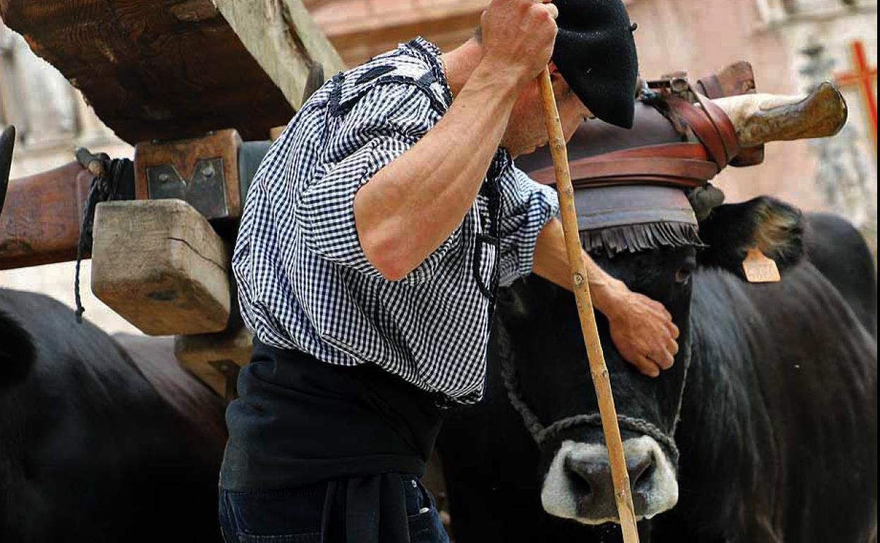 La vaca serrana o la gallina negra castellana son dos especies en peligro de desaparecer y que se criaban en estas comarcas. 