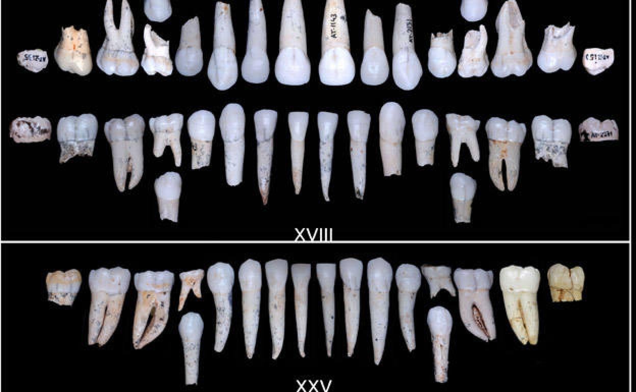Dientes pertenecientes al individuo XVIII (arriba) y XXV (abajo) de la Sima de los Huesos. 
