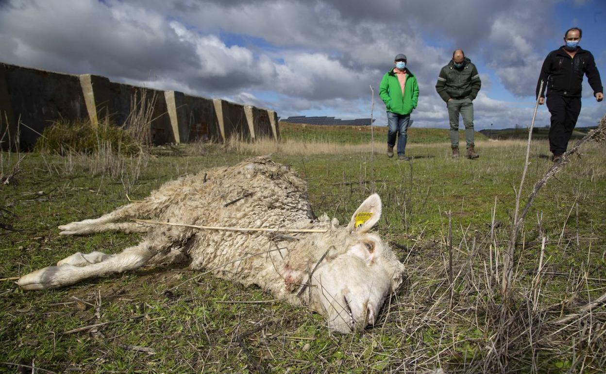 Una oveja muerta tras un ataque de lobo. 