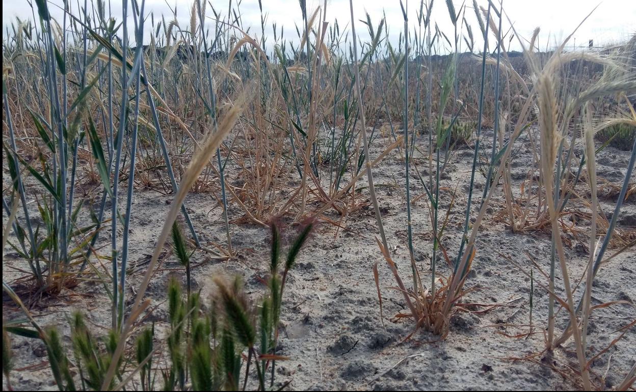 Los daños en el campo serán millonarios si no llueve lo suficiente. 