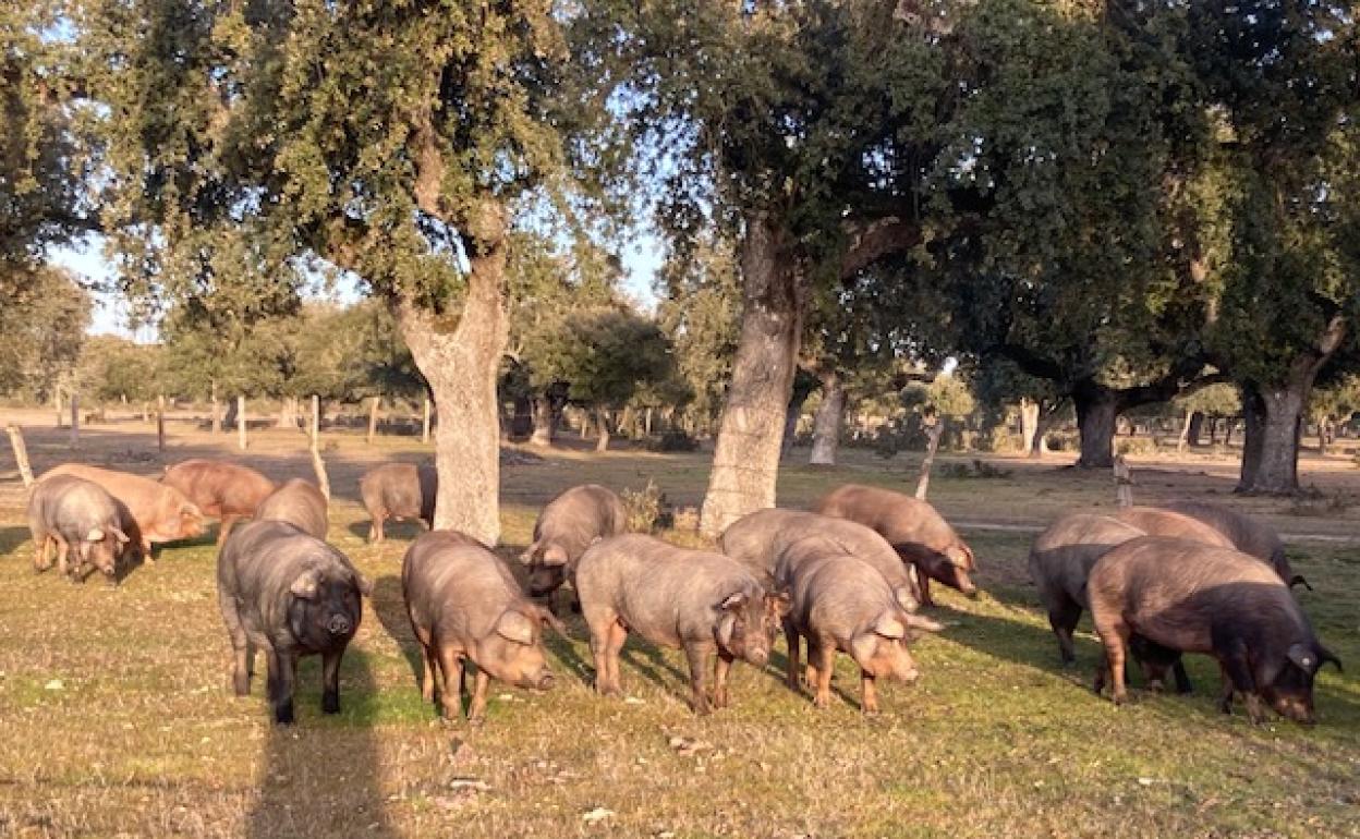 Explotación de porcino en la provincia de Salamanca. 