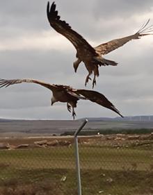 Imagen secundaria 2 - En la zona hay diversidad de aves, sobre todo buitres y milanos. 