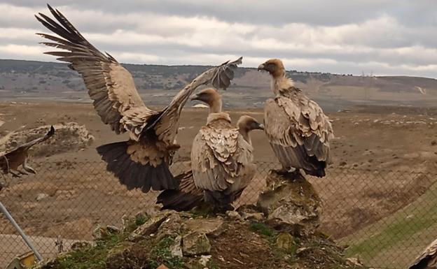 Imagen principal - En la zona hay diversidad de aves, sobre todo buitres y milanos. 