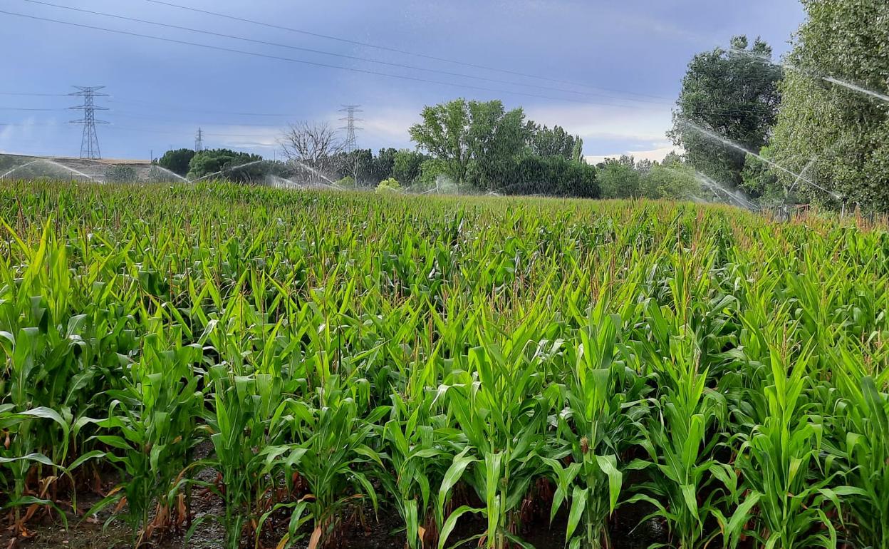 Cultivo de maíz el pasado verano. 