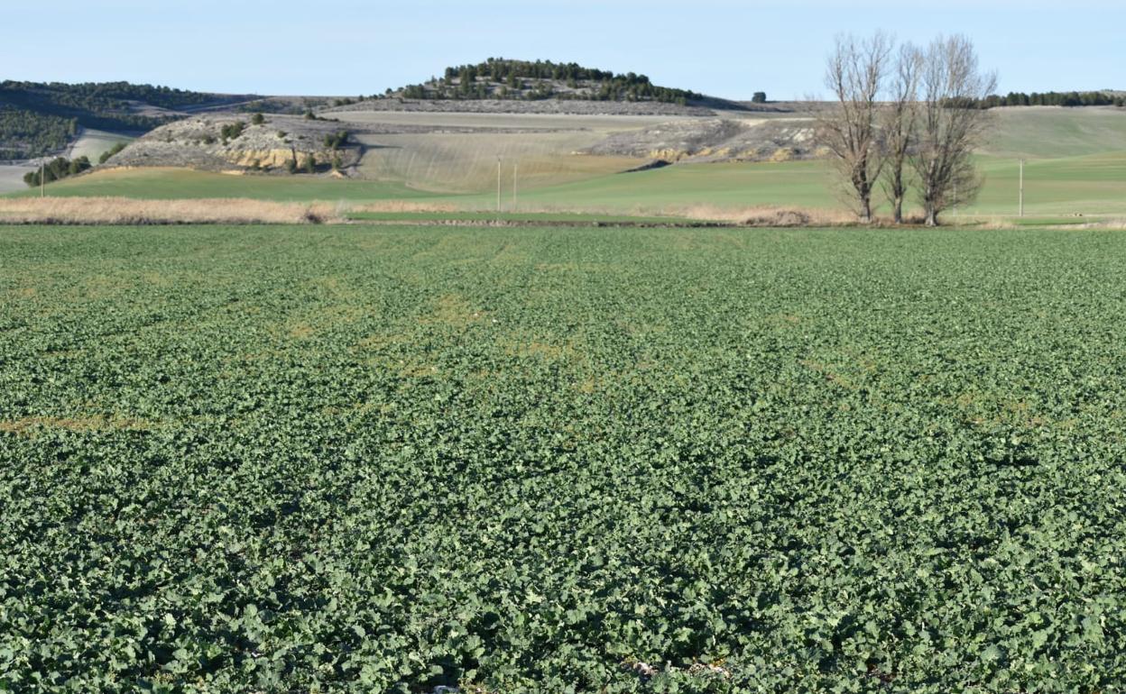 Estado actual de la colza en la provincia de Valladolid. 