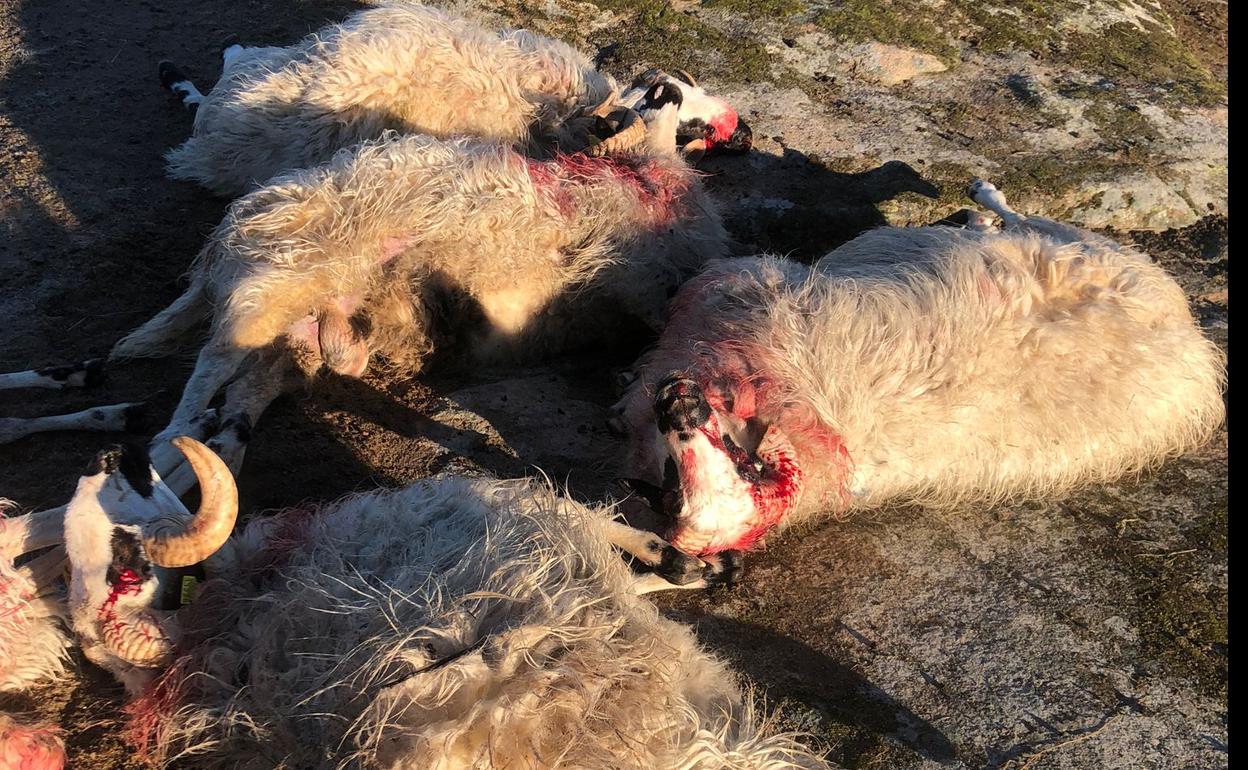 Ovejas muertas en el segundo ataque. 