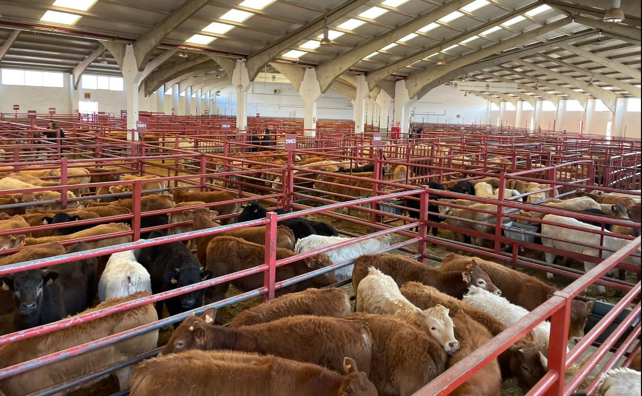 Destacada asistencia al mercado de Salamanca, este lunes, 7 de marzo. 