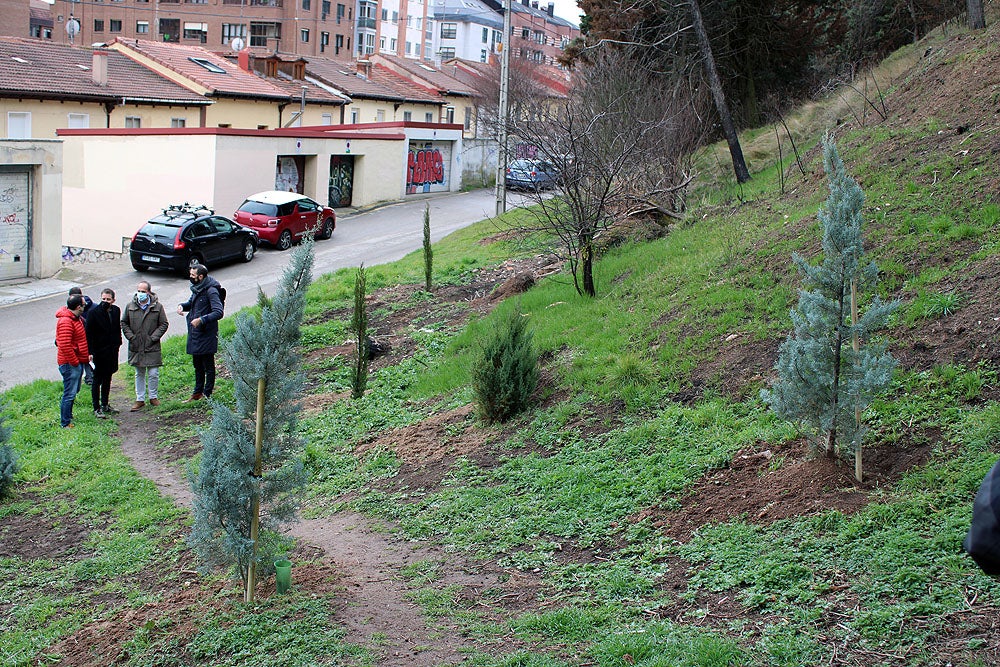 Fotos: Se ha reforestado la ladera del Castillo incendiada en verano