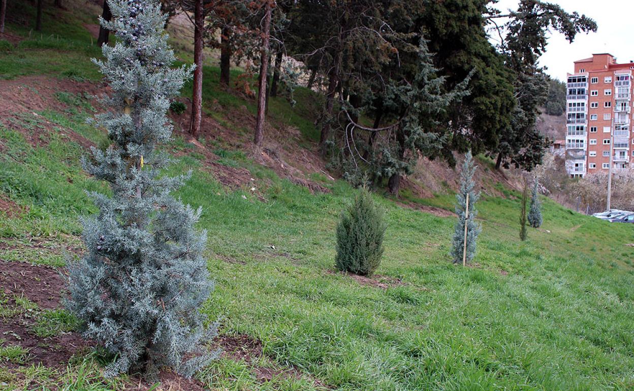 Se han plantado árboles y arbustos en la zona incendiada.