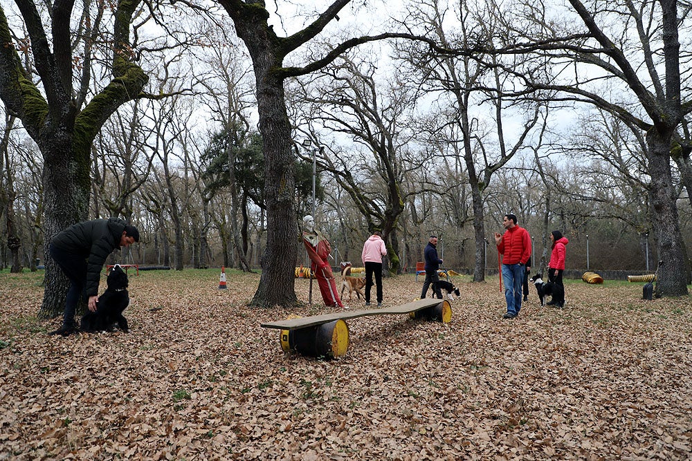 Fotos: El GREM de Burgos entrena a los nuevos perros de rescate y salvamento