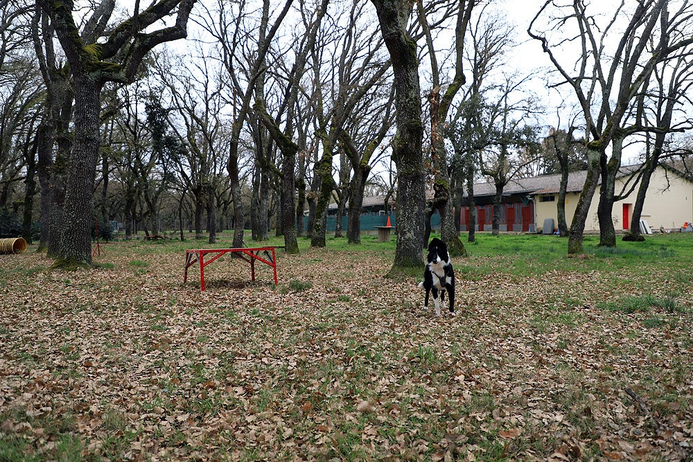 Fotos: El GREM de Burgos entrena a los nuevos perros de rescate y salvamento