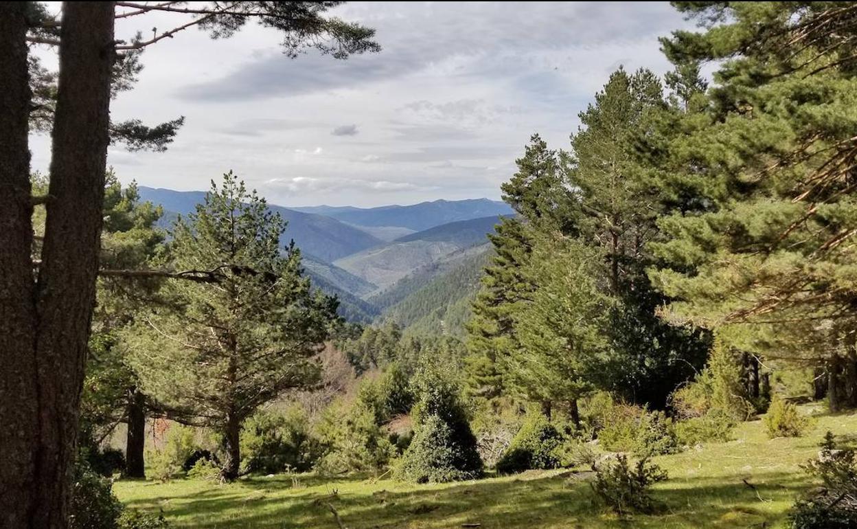 Un bosque de la comarca burgalesa de Pinares. 