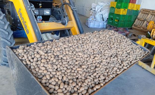 Las patatas preparadas para la siembra. 